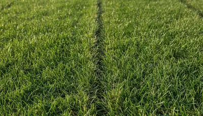 Close-up of seamless sod seams showing expert lawn installation in Boca Raton, FL landscaping project